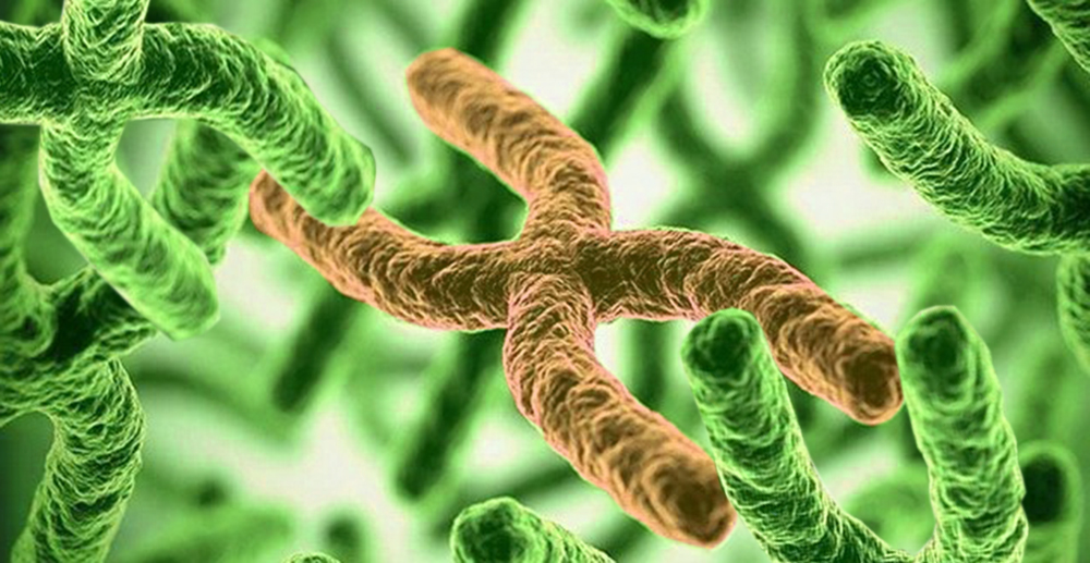 Chromosom